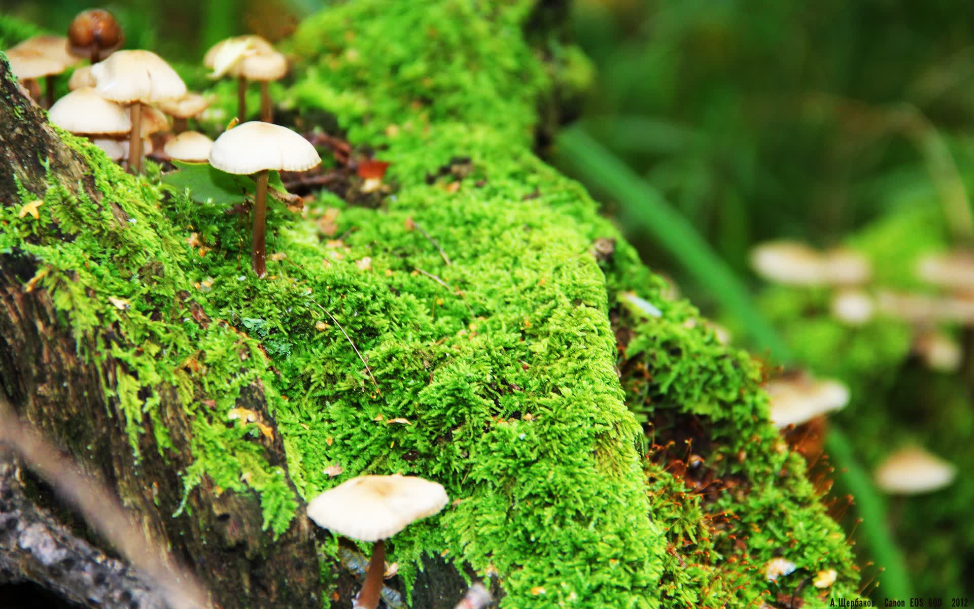 世界保龄球职业联赛海外市场拓展案例分享会举行,保龄球世界锦标赛